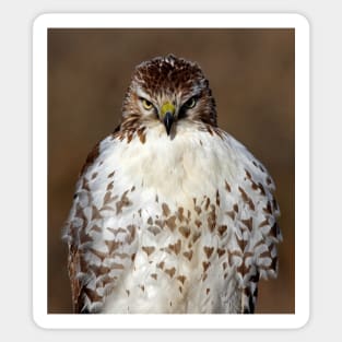 Red-tailed Hawk Sticker